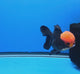 Thai Oranda Apache 3.85” Male(FEB-898)R2A02