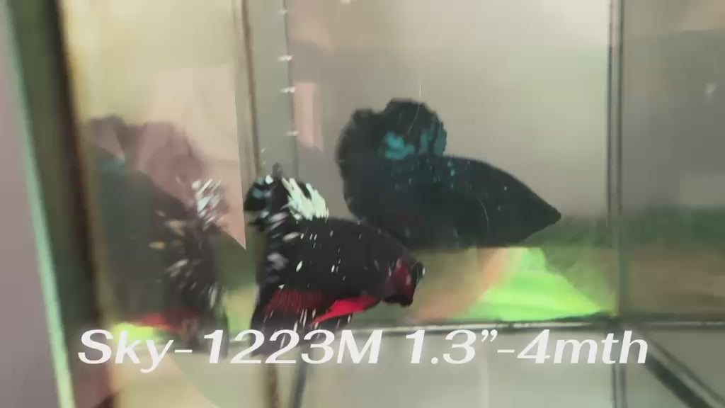 Live Male Betta Black Copper Galaxy Stardust Plakat (Sky-1223) High quality What you see What you get!!