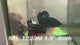 Live Male Betta Black Copper Galaxy Stardust Plakat (Sky-1223) High quality What you see What you get!!