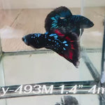Live Male Betta Galaxy Black Avatar Halfmoon (Sky-493)High quality what you see what you get!!