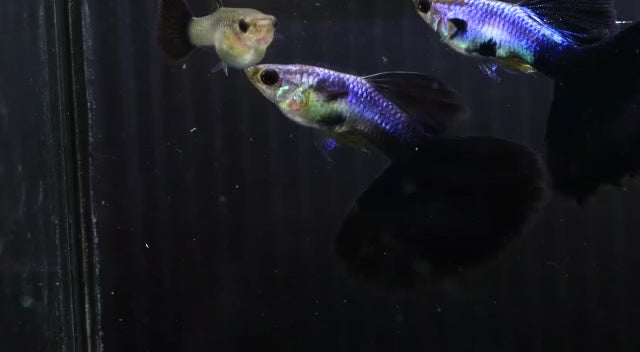Live Fancy Guppy Fish Premium Quality Lazuri Big Black Tail (CGP-123)
