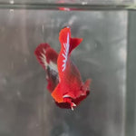 Live Male Betta Fancy Red Hellboy Plakat (TNK-A706) High quality what you see what you get!!