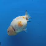 Thai Ranchu Lemon Head Calico 3” Female(CK-1497)R3A14