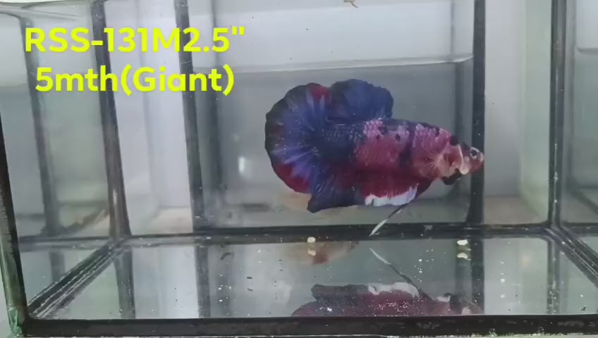 Live Male Betta Fancy Koi Giants Plakat (RSS-131) High quality what you see what you get!!