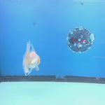 Thai Oranda Lemonhead 3” Male(FEB-638)R3B15