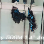 Live Male Betta Galaxy Blue Black Avatar Halfmoon (Sky-500)High quality what you see what you get!!