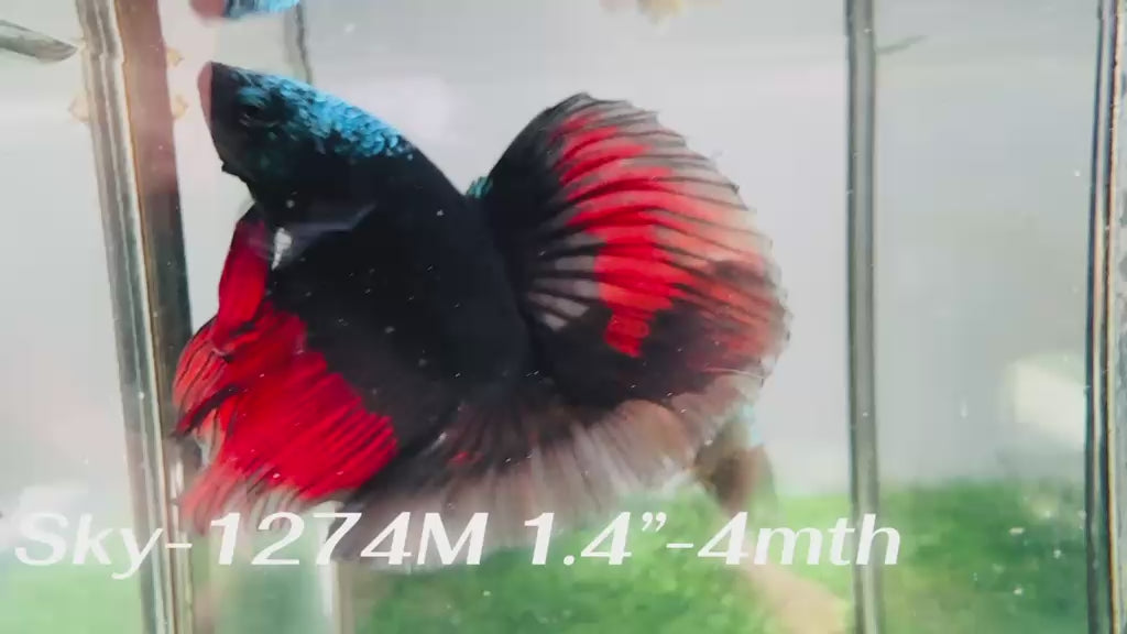 Live Male Betta Black Red Devil Vampire Halfmoon (Sky-1274) High quality What you see What you get!!