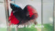 Live Male Betta Black Red Devil Vampire Halfmoon (Sky-1274) High quality What you see What you get!!