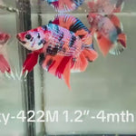 Live Male Betta Candy Nemo Doubletail Plakat (Sky-422)High quality what you see what you get!!