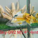 Live Male Betta Fancy Yellow Hellboy Startail Plakat (Sky-092) High quality what you see what you get!!i