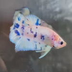 Live Male Betta Blue Marble Polkadot Plakat (TNK-A717) High quality what you see what you get!!