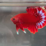 Live Male Betta Red Hellboy Startail Plakat (TNK-A277) High quality what you see what you get!!