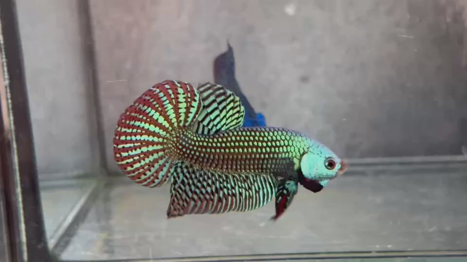 Live Male Betta Green Alien Hybrid Wild Plakat (BID-194) High quality What you see What you get!!