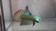 Live Male Betta Green Alien Hybrid Wild Plakat (BID-194) High quality What you see What you get!!