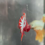 Live Male Betta Red Hellboy Startail Plakat (TNK-A740) High quality what you see what you get!!