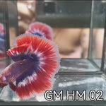 (GM-02)AAA Flag Color Fancy Grizzle Over Halfmoon Male Betta