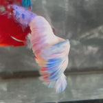 Live Male Betta Fancy Blue Grizzle Over Halfmoon (TNK-A660)S097 High quality what you see what you get!!