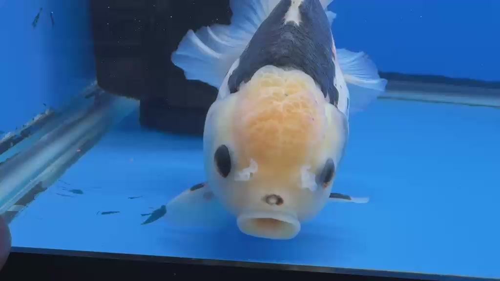 Thai Oranda  Tricolor 4"inch Body Female (Tex-348) R1A09