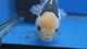 Thai Oranda  Tricolor 4"inch Body Female (Tex-348) R1A09