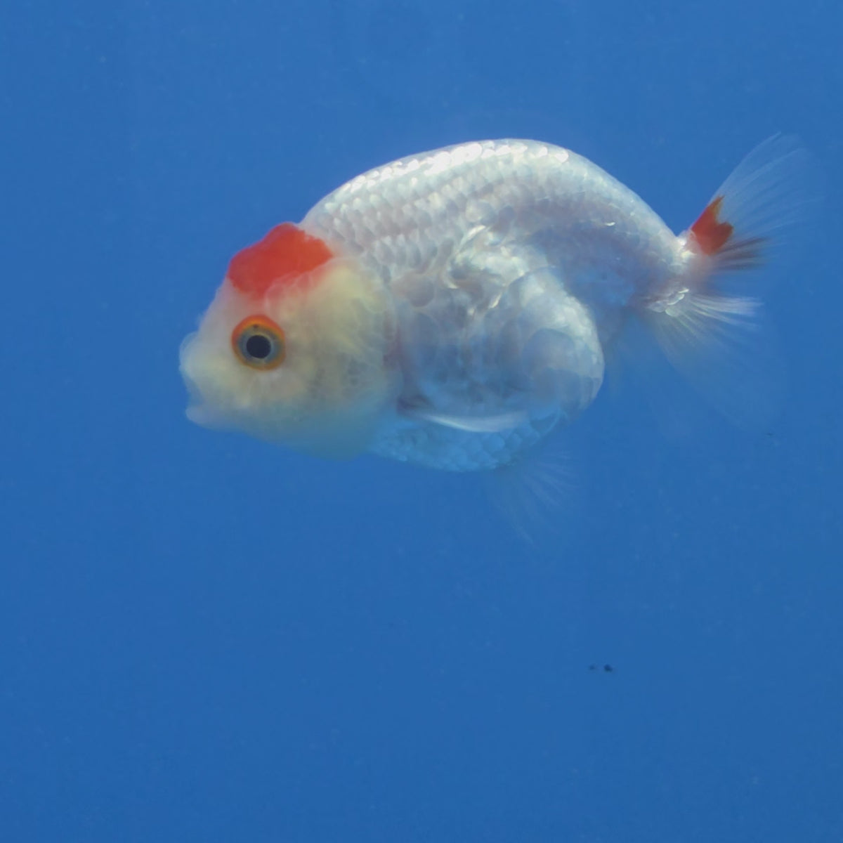Thai Ranchu Tancho Dragon Scale 2.50" Body Female (FEB-811)R2B05