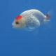Thai Ranchu Tancho Dragon Scale 2.50" Body Female (FEB-811)R2B05