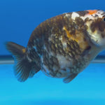 Chinese Ranchu Calico 4” Body Female(CK-1461)BLUETUBC