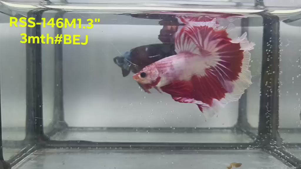 Live Male Betta Fancy Red Marble Halfmoon (RSS-146)High quality what you see what you get!!
