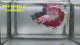 Live Male Betta Fancy Red Marble Halfmoon (RSS-146)High quality what you see what you get!!