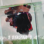 Live Male Betta Red Black Galaxy Halfmoon (Sky-1192) High quality what you see what you get!!