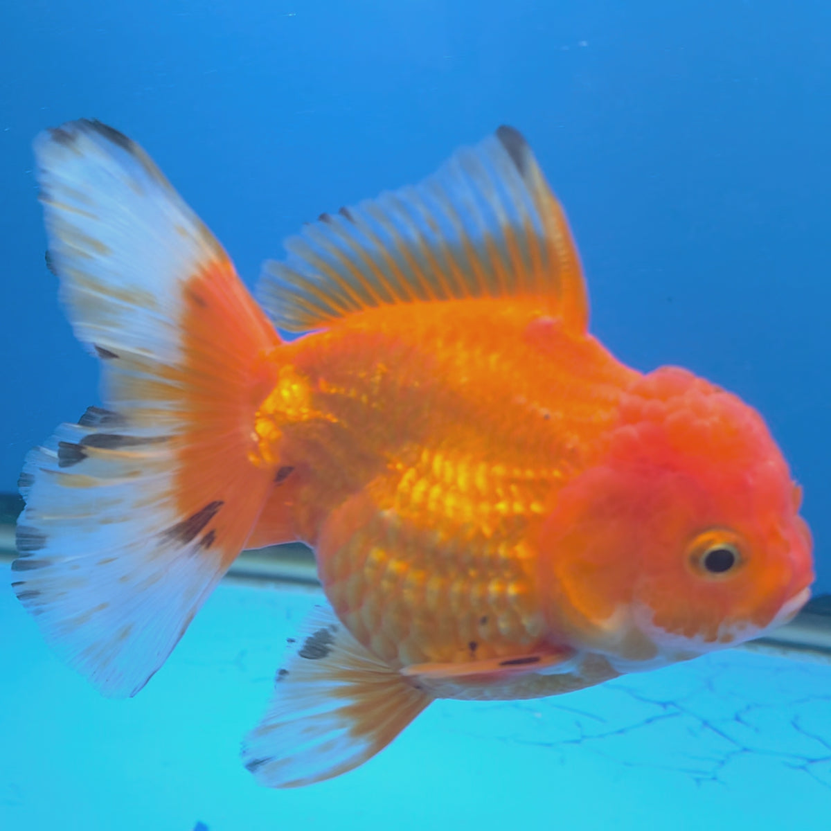 Thai Oranda Red Apache  3.80" Body Female (FEB-803)R1B04
