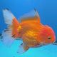 Thai Oranda Red Apache  3.80" Body Female (FEB-803)R1B04