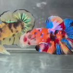 Live Male Betta Galaxy Nemo  Plakat (TNK-A274) High quality what you see what you get!!