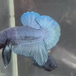 Live Male Betta Steel Blue Solid color Plakat (TNK-A698) High quality what you see what you get!!