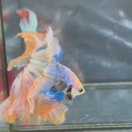 Live Male Betta Fancy Yellow Blue Mascot Over Halfmoon (TNK-A686) High quality What you see What you get!!