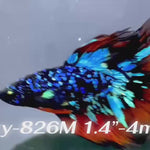 Live Male Betta Blueblack Red Galaxy Avatar Halfmoon (Sky-826) High quality what you see what you get!!