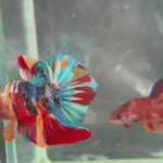Live Male Betta Galaxy Nemo Full colors Plakat (TNK-A709) High quality what you see what you get!!
