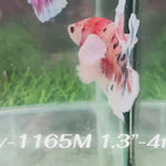 Live Male Betta Fancy Koi Dumbo big ear Plakat (Sky-1165) High quality what you see what you get!!