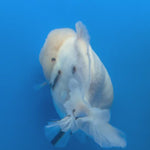 Thai Oranda White Tiger Sakura  4" Female (NKT-CK-1564)BLUETUB-B
