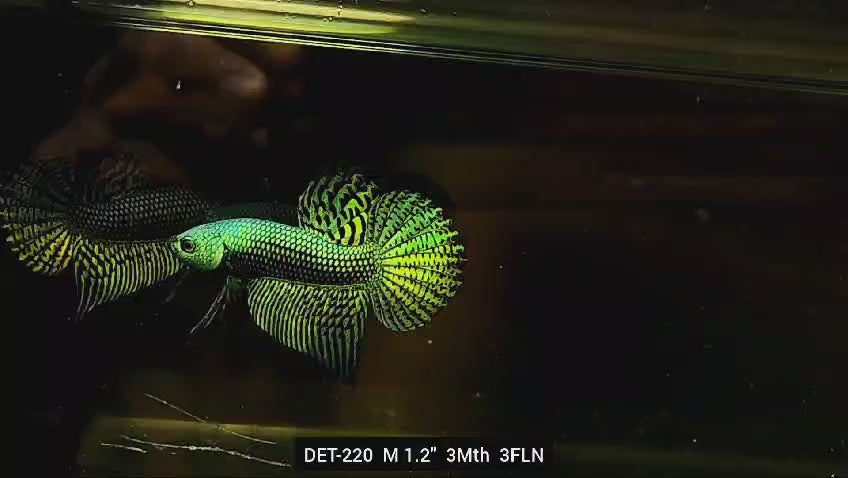 Live Male Betta Green Alien Hybrid Wild Plakat (DET-220) High quality what you see what you get!!