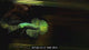 Live Male Betta Green Alien Hybrid Wild Plakat (DET-220) High quality what you see what you get!!
