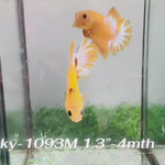 Live Male Betta Fancy Yellow Hellboy Startail Plakat (Sky-1093)S382 High quality What you see What you get!!