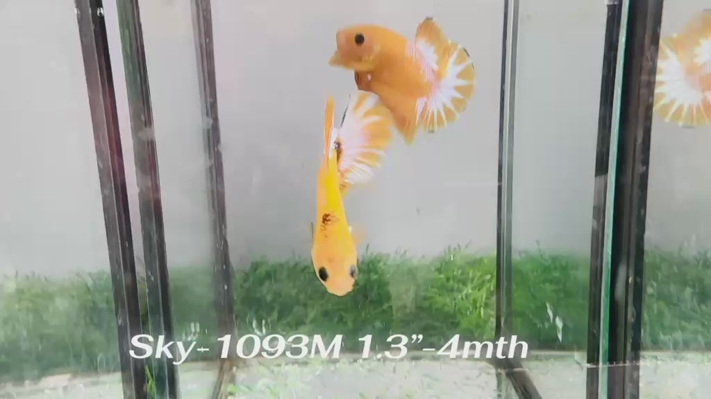 Live Male Betta Fancy Yellow Hellboy Startail Plakat (Sky-1093) High quality What you see What you get!!