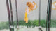 Live Male Betta Fancy Yellow Hellboy Startail Plakat (Sky-1093) High quality What you see What you get!!