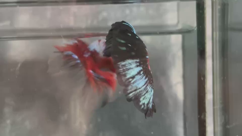 Live Male Betta Black Samurai Dragon Over Halfmoon (TNK-A601)H High quality What you see What you get!!