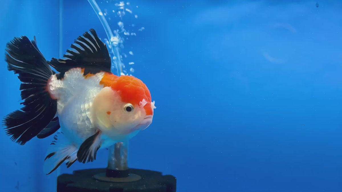Thai Fancy Tri.color FeMale Oranda 4" Body (Lux-05) R3A10