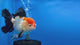 Thai Fancy Tri.color FeMale Oranda 4" Body (Lux-05) R3A10