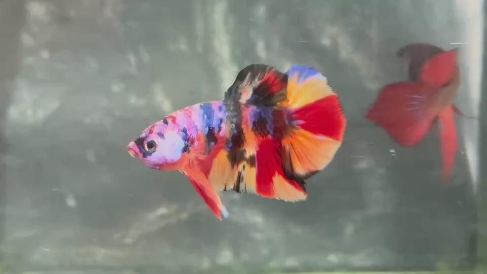 Live Male Betta Candy Nemo mixed colors Plakat (TNK-A618)S096 High quality what you see what you get!!