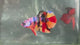 Live Male Betta Candy Nemo mixed colors Plakat (TNK-A618)S096 High quality what you see what you get!!
