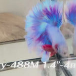 Live Male Betta Fancy Purple Pastel colors Over Halfmoon (Sky-488)High quality what you see what you get!!