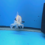 Thai Oranda Lemon Head Snow White Jumbo Breed 2.8" Body Female 6mths(FEB-545)